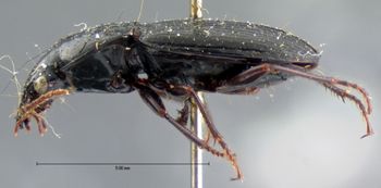 Media type: image;   Entomology 5629 Aspect: habitus lateral view